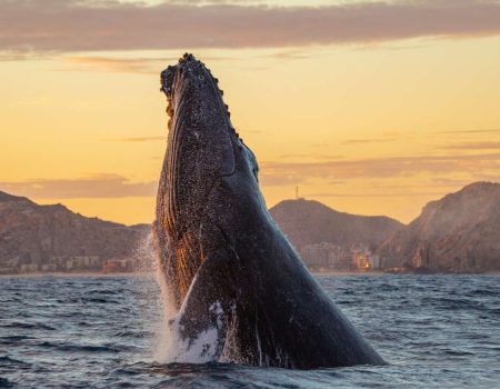 Whale_watching_1_b8c000fe-1083-4f74-9b03-0326732ddb75